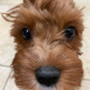 Meet your Posher, Ruby